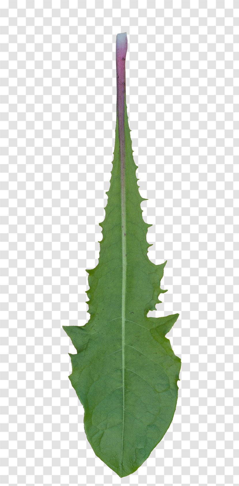 Leaf Plant Stem Trunk - Dandelion Leaves Transparent PNG