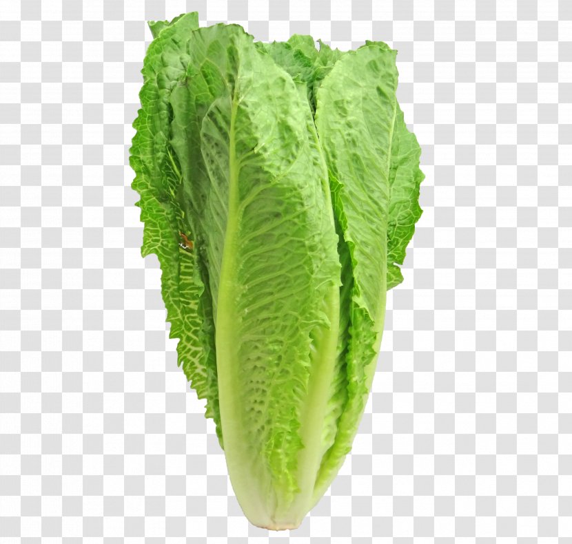 Caesar Salad Iceberg Lettuce Romaine Leaf Vegetable Red - Collard Greens Transparent PNG