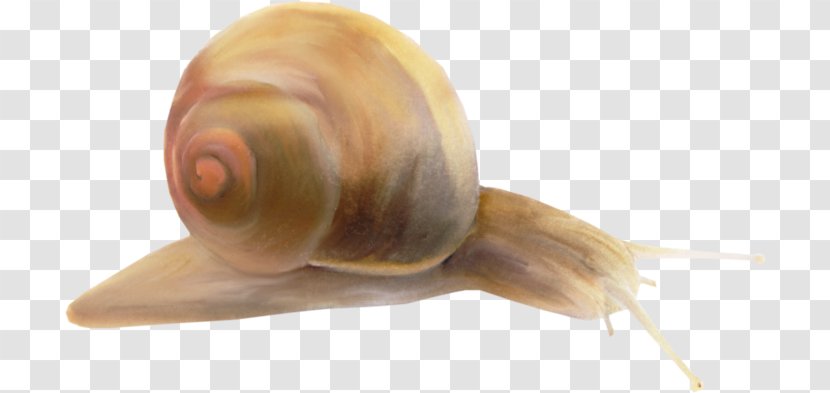Pond Snails Clip Art Sea Snail Slug - Color Transparent PNG