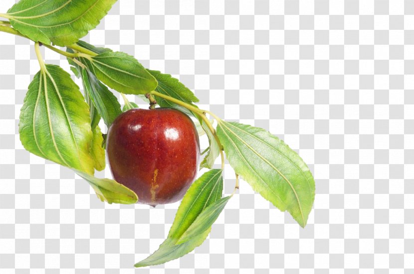 Jujube Fruit Food Leaf - Dates Transparent PNG