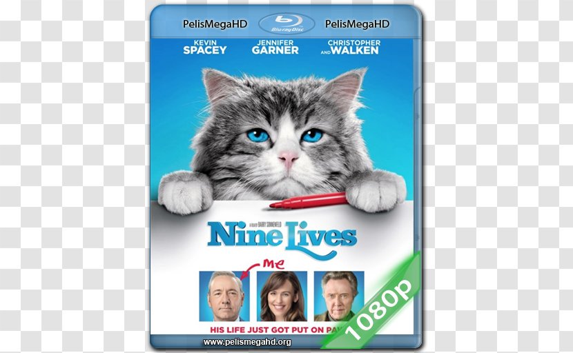 Blu-ray Disc Film Actor Television DVD - Kitten Transparent PNG