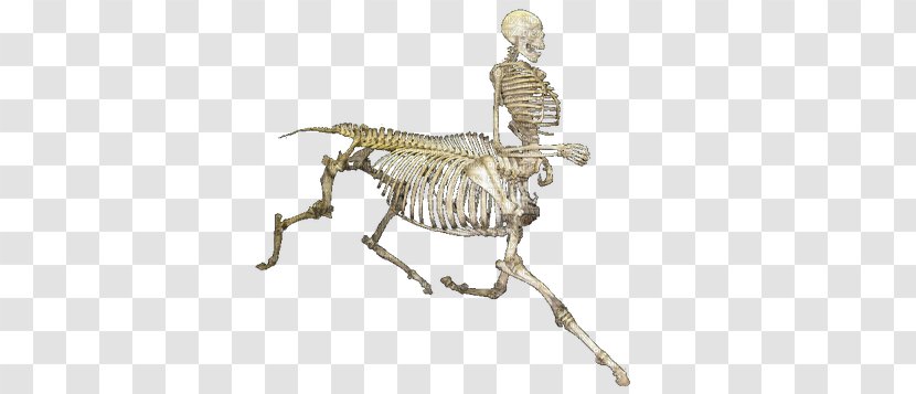 Human Skeleton Skull Clip Art Transparent PNG
