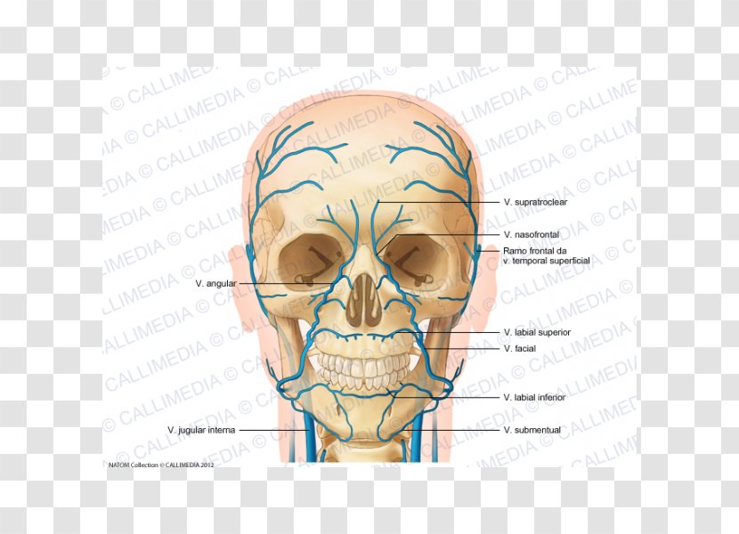 Anterior Jugular Vein Head And Neck Anatomy Supratrochlear Artery - Tree - Superficial Temporal Transparent PNG