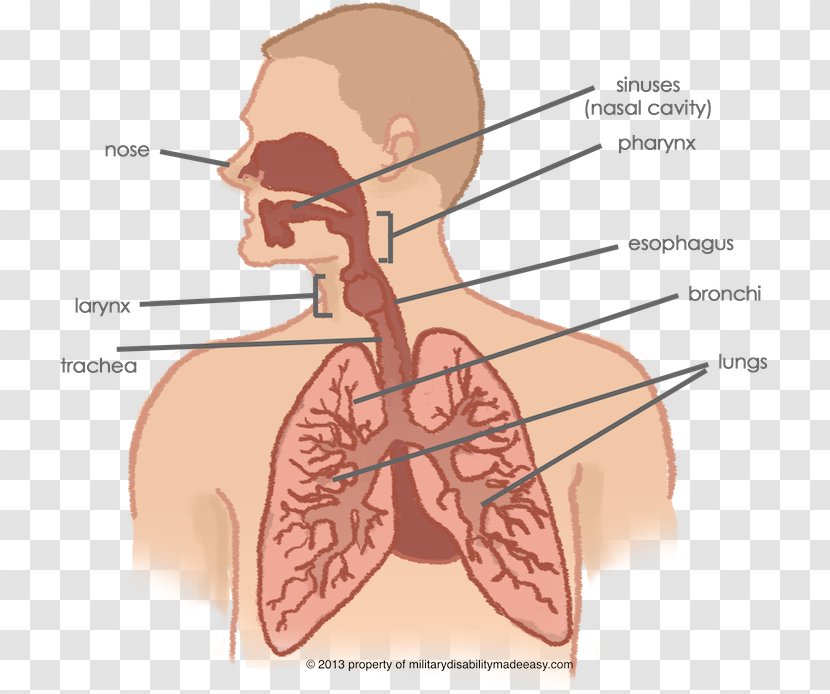 Respiratory System Lung Tract Human Body Nasal Cavity - Heart - Nose Transparent PNG