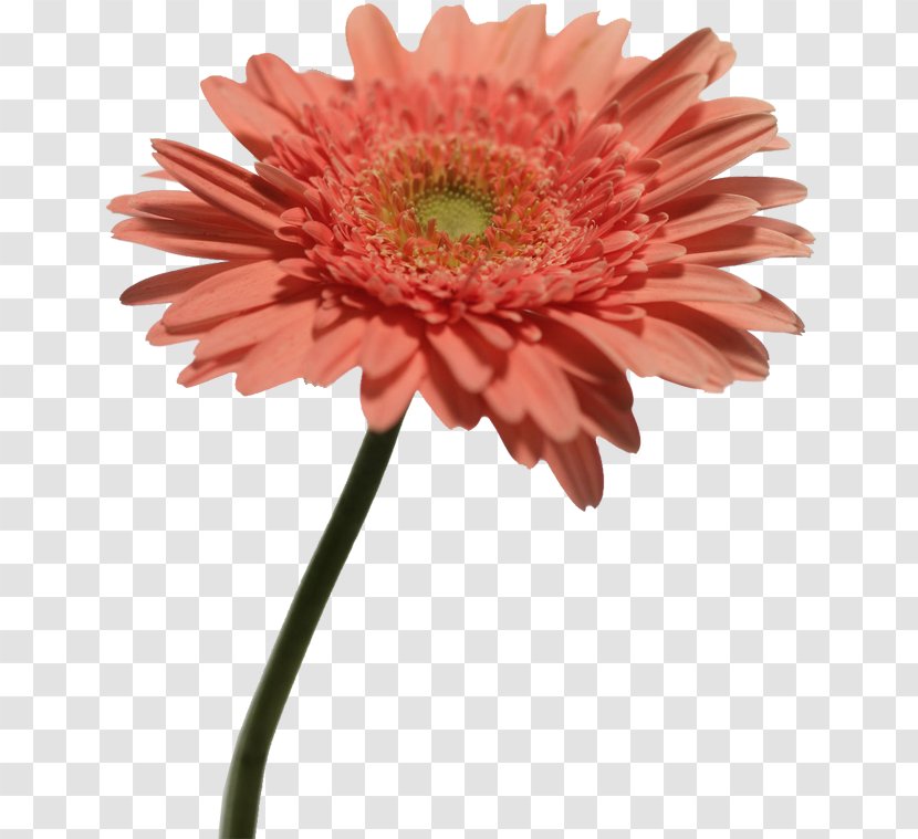 Chrysanthemum Indicum Transvaal Daisy Plant Computer File - Asterales Transparent PNG