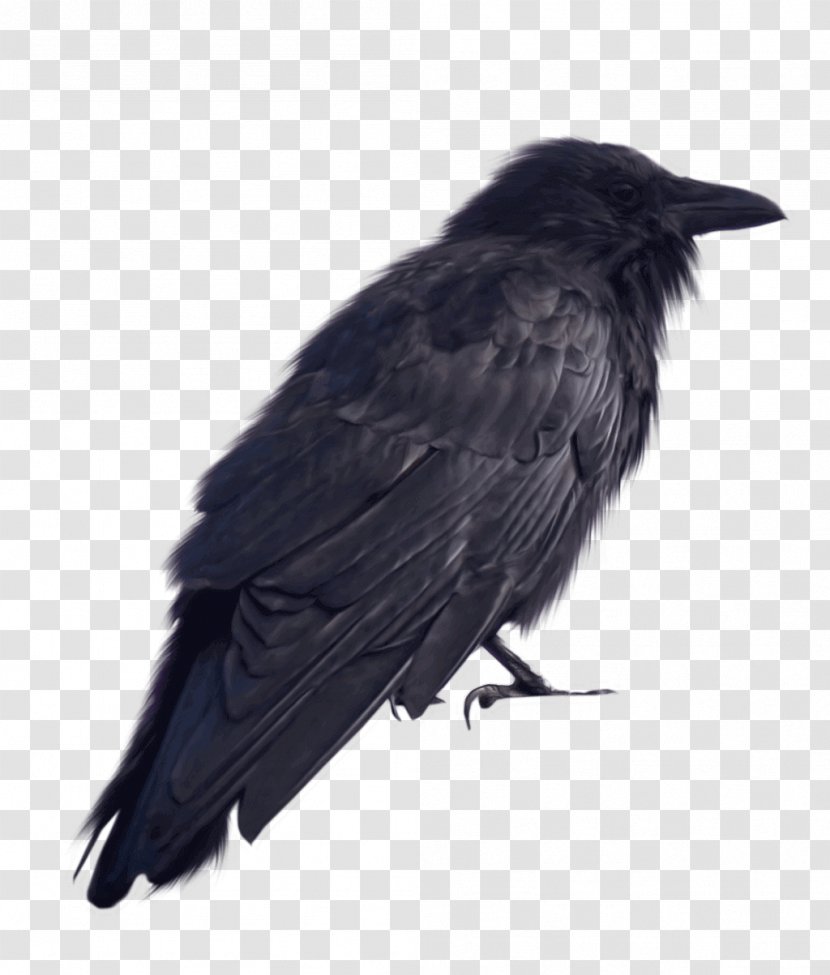 American Crow Rook New Caledonian Common Raven - Bird Transparent PNG