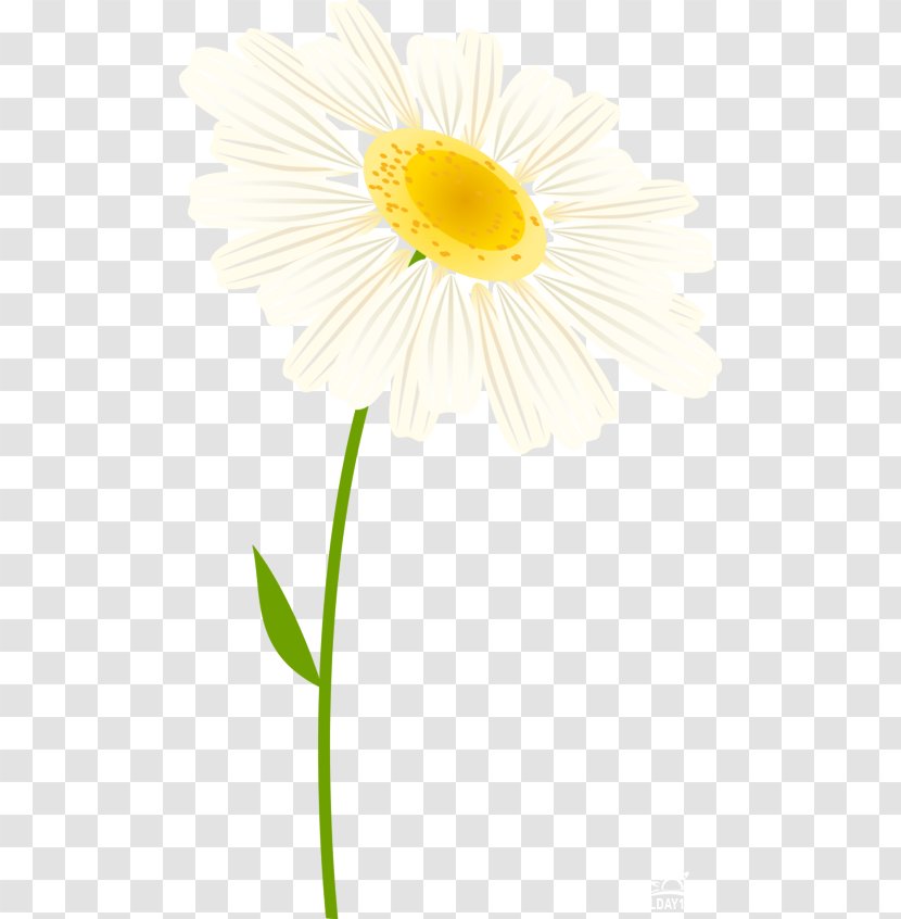 Common Daisy Oxeye Transvaal Cut Flowers Petal - Plant Stem Transparent PNG