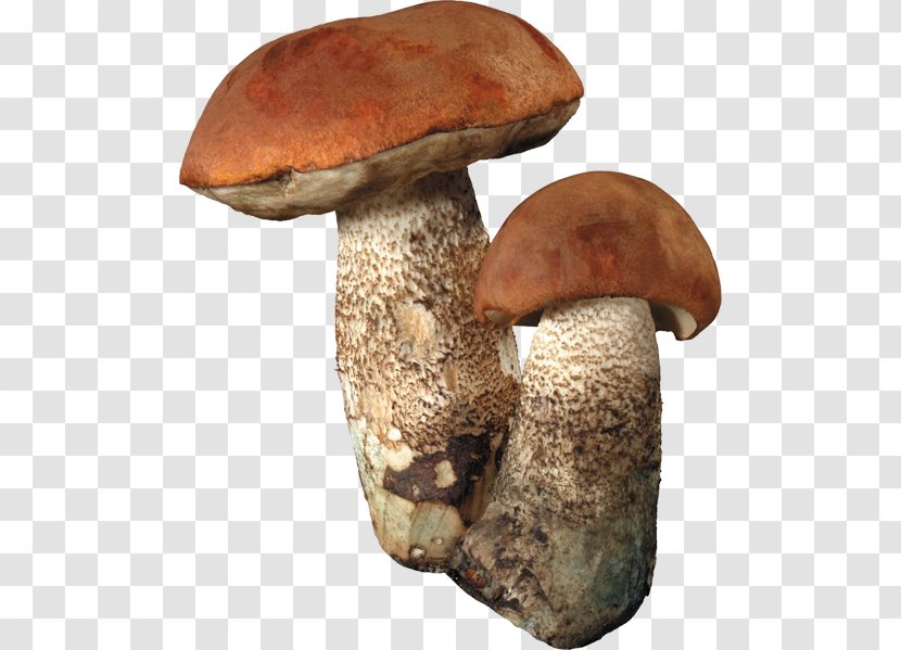 Fungus Edible Mushroom Boletus Edulis Clip Art - Large Colorful Buckle-free Material Transparent PNG