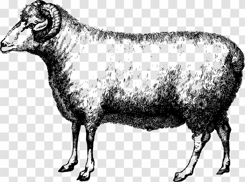Merino Wool Alpaca Cattle Clip Art - Cow Goat Family - Pen Transparent PNG