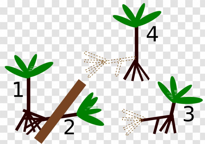 Socratea Exorrhiza Tree Arecaceae Root Grasses - Mudahmy Transparent PNG