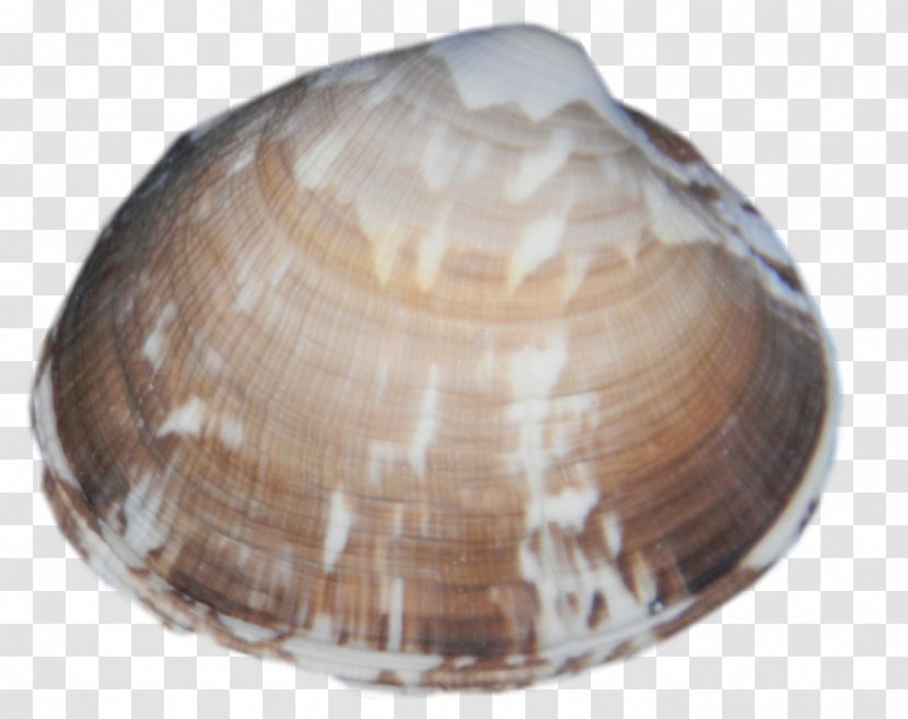 Clam Cockle Mussel Macoma Oyster - Sea Snail - SEA SHELL Transparent PNG