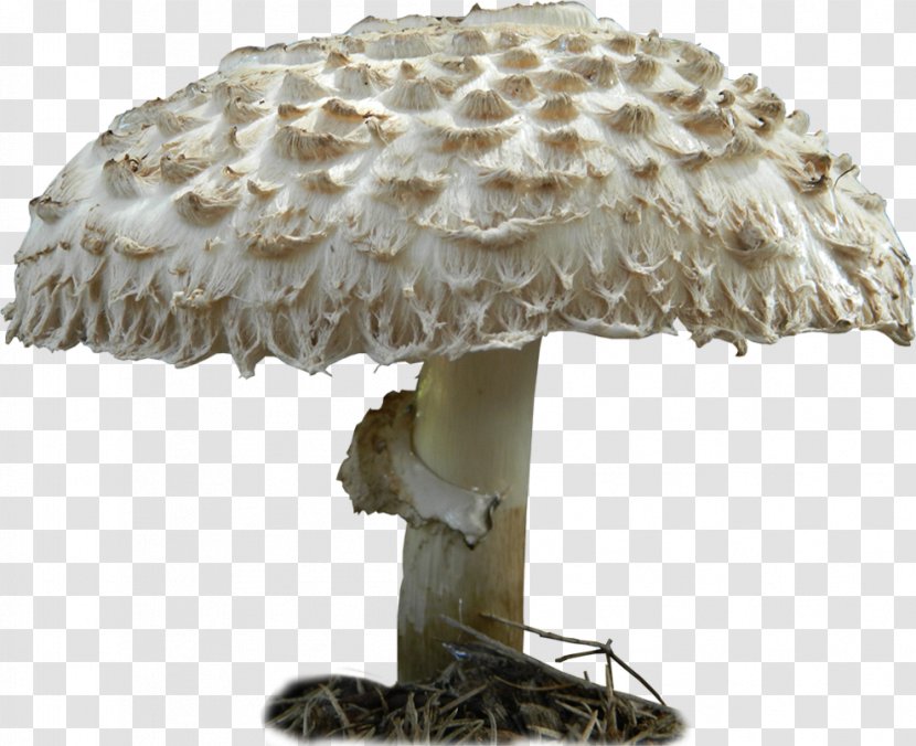 Edible Mushroom Fungus Artist Brazil - Agaricaceae Transparent PNG