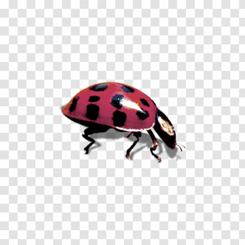 Ladybird Beetle Coccinella Septempunctata - Pink - Seven Star Ladybug Decorative Patterns Transparent PNG