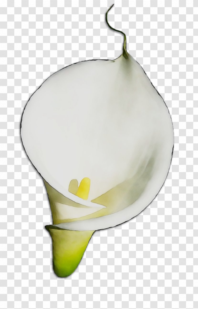 Yellow - Giant White Arum Lily Transparent PNG