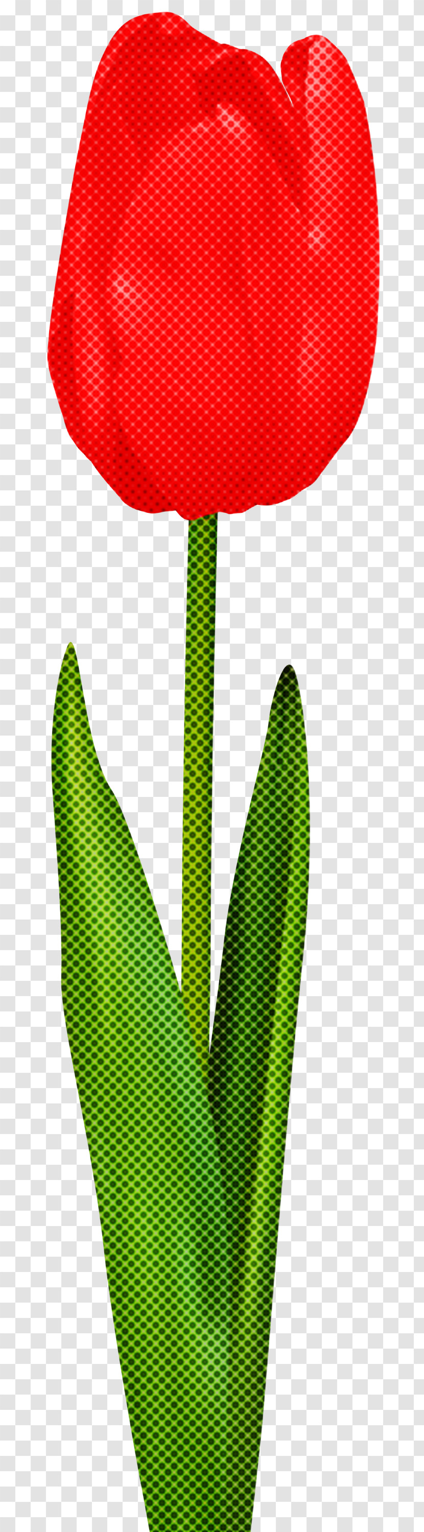 Green Leaf Plant Flower Anthurium Transparent PNG