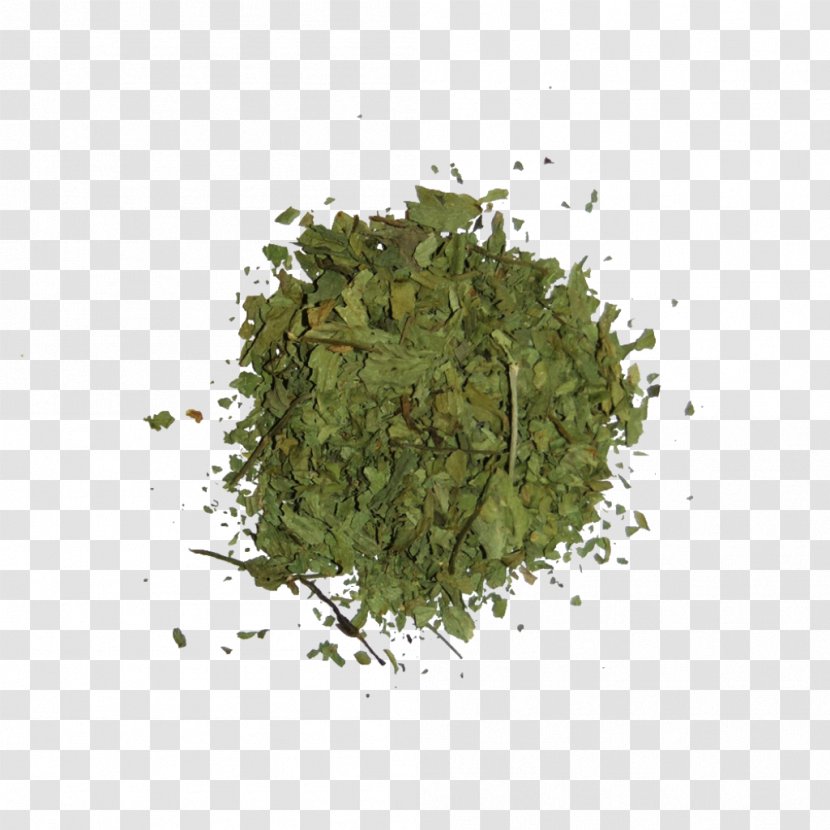Herb Leaf - Symbol - Vegetable Transparent PNG
