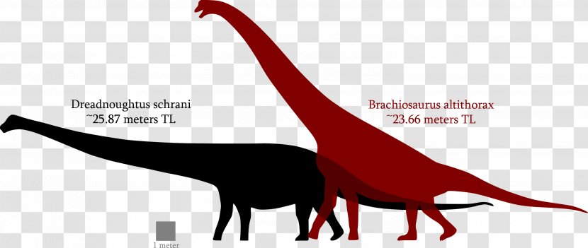 Brachiosaurus Dreadnoughtus Spinosaurus Tyrannosaurus Argentinosaurus Transparent PNG