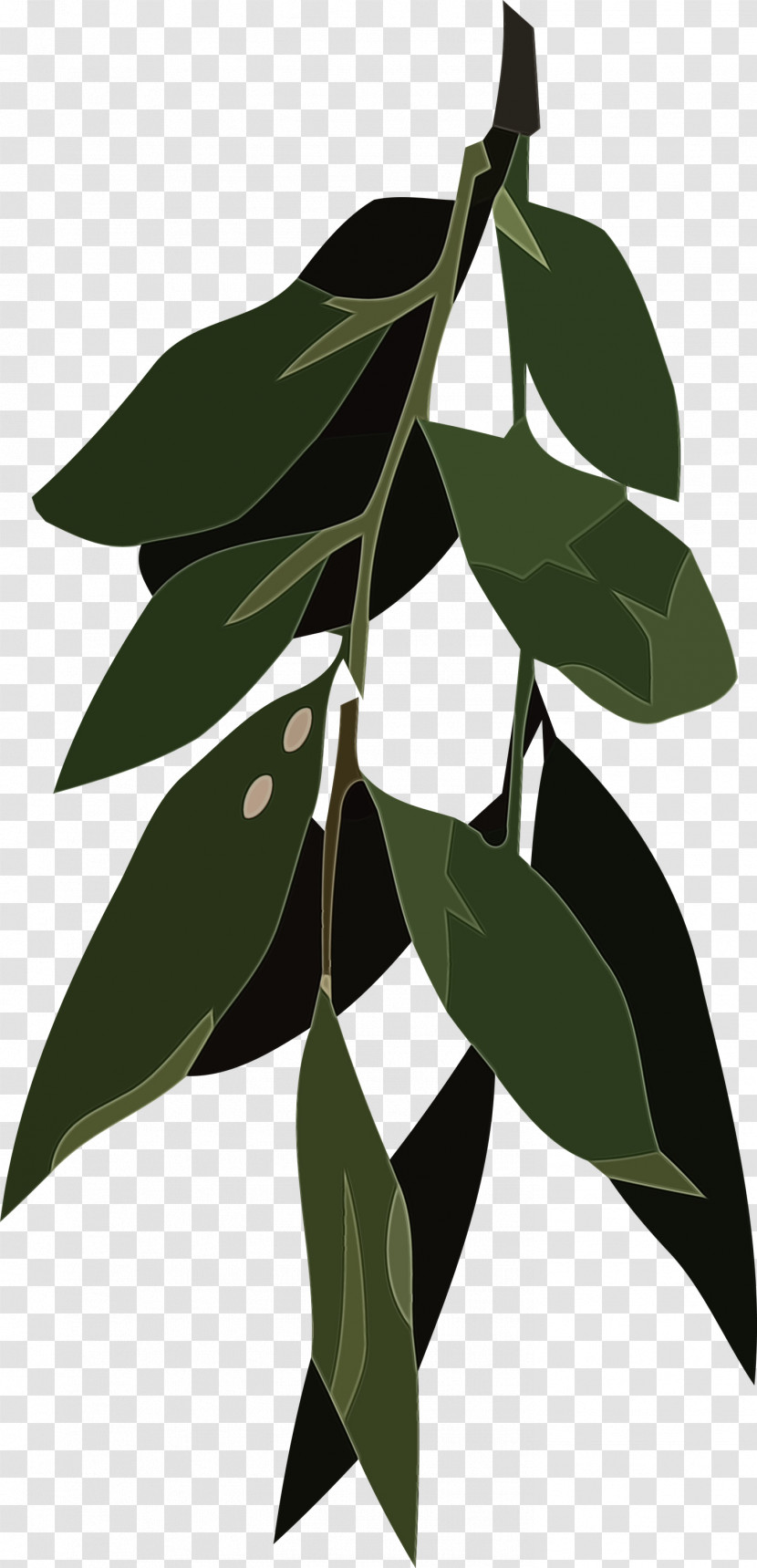 Leaf Plant Stem Tree Flora Flower Transparent PNG