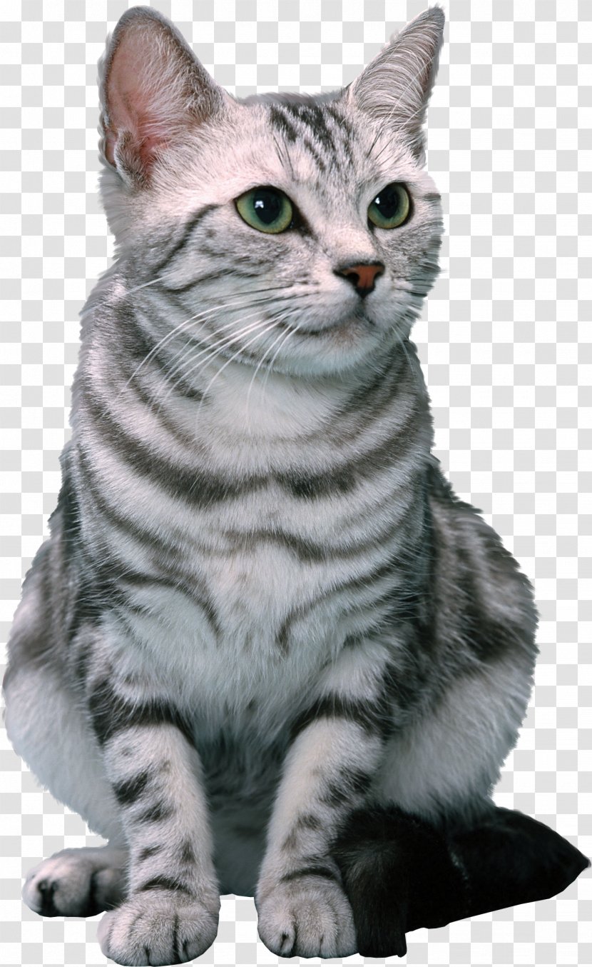 Cat U30c6u30ebu30b3u30e0u682au5f0fu4f1au793e O.C. Animal League, Inc. Shampoo Pet - American Shorthair - Kitten Transparent PNG