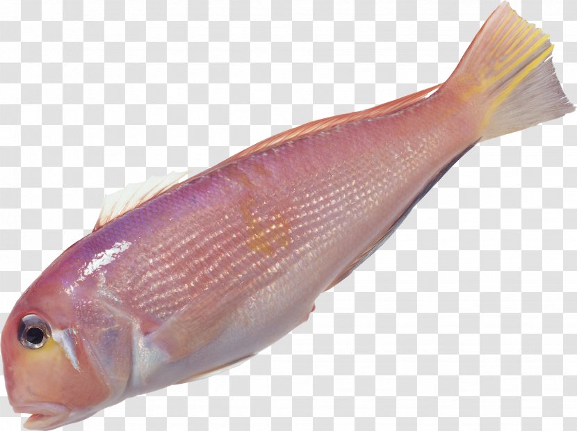 Fish Food Clip Art - Northern Red Snapper Transparent PNG