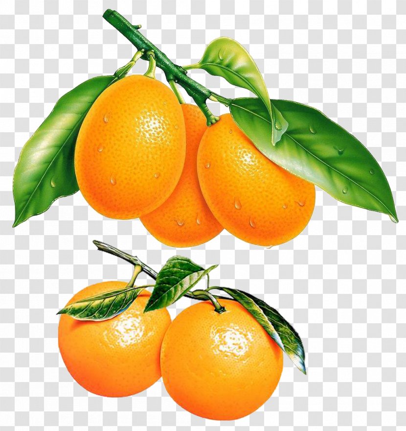 Tangerine Bitter Orange Fruit - Chenpi - Oranges Transparent PNG