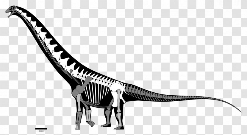 Futalognkosaurus Late Cretaceous Dinosaur Coniacian Turonian - Reconstruction Transparent PNG