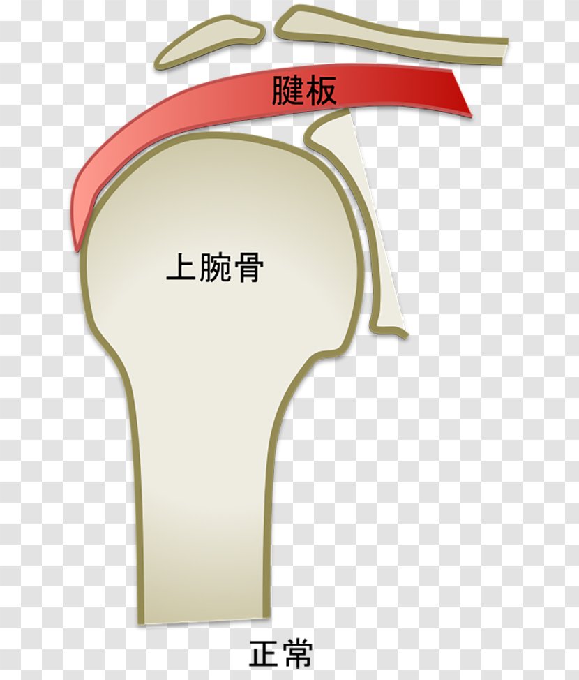 Product Design Joint Pulled Elbow - Shoulder Bones Transparent PNG