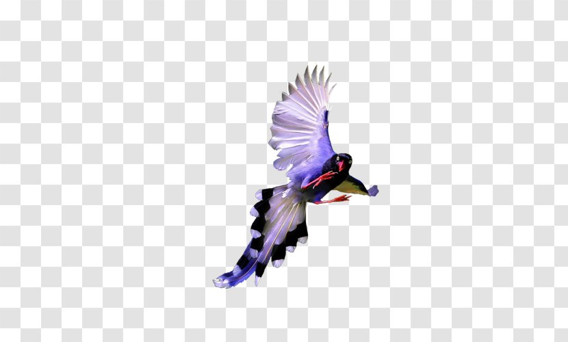Bird Download - Pheasant - Mountain Transparent PNG