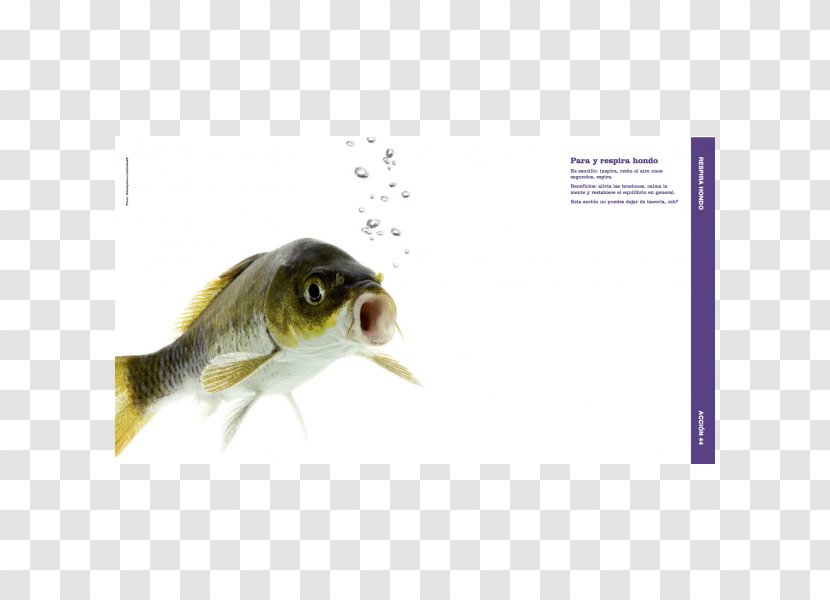 Nasal Cavity Fish Nostril Bone Odor Transparent PNG