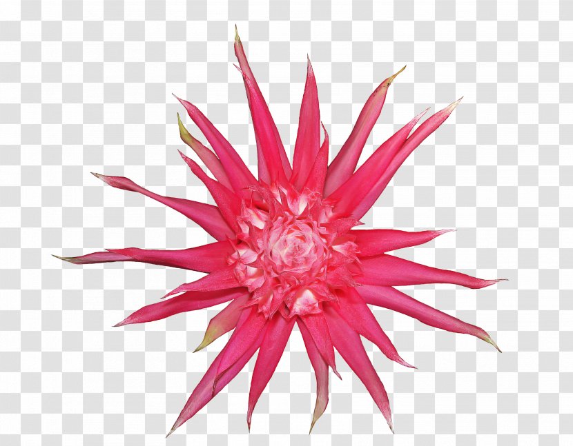 Bromelia Flower Plant - Visual Perception Transparent PNG