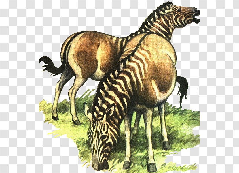 Quagga Zebra Extinction Animal Donkey Transparent PNG