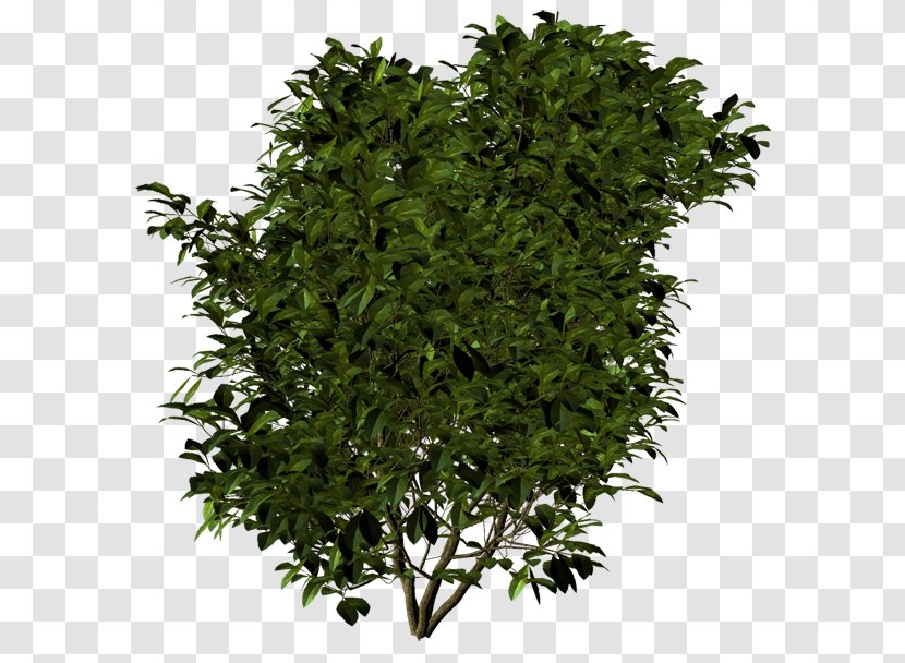 Tree Shrub Evergreen Leaf Herb - Grass Transparent PNG