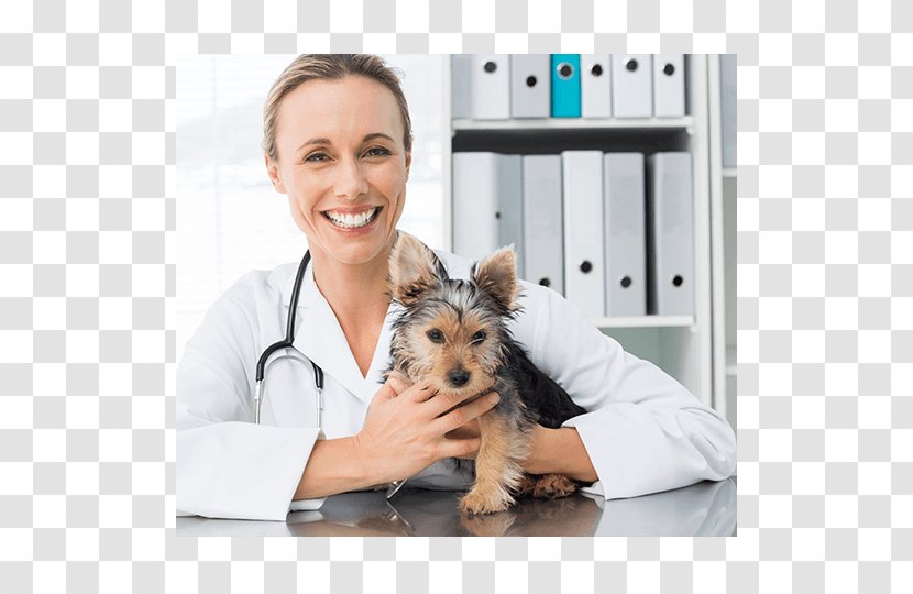 Dog Cat Veterinarian Veterinary Medicine Nursing - Puppy Transparent PNG