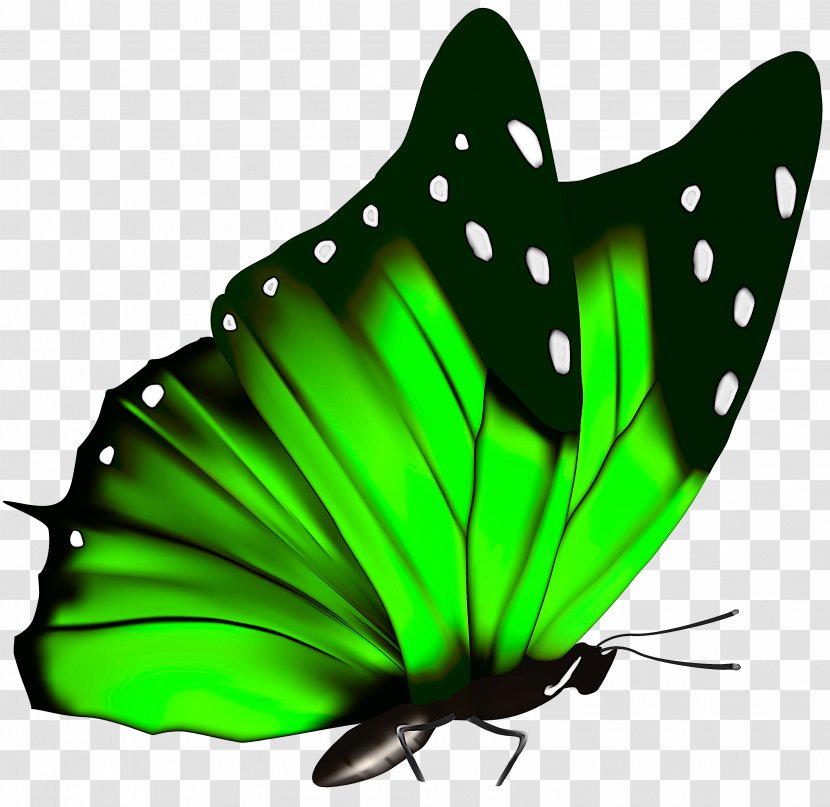 Butterfly Insect Green Moths And Butterflies Pollinator - Brushfooted - Leaf Transparent PNG