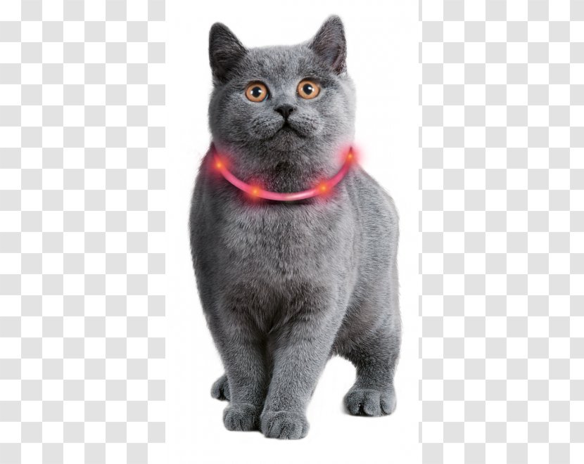 Cat Dog Collar Rope Light - Pet Transparent PNG