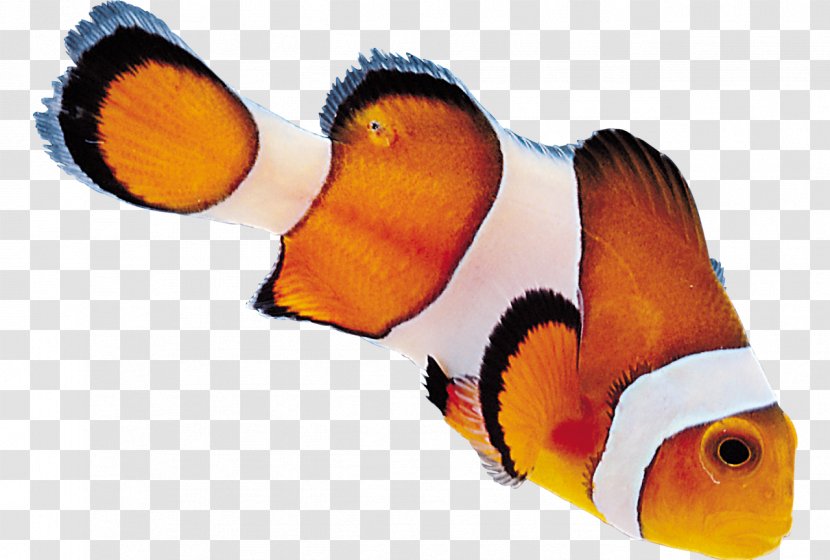 小丑魚 Desktop Wallpaper Clip Art - Organism - Aquriam Transparent PNG