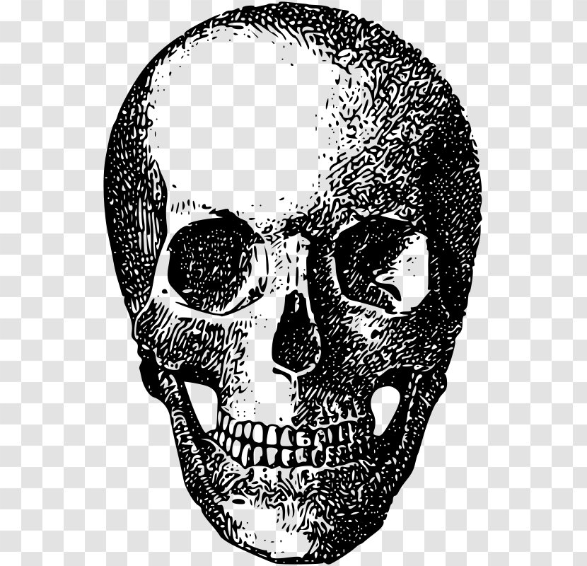Skull Bone Skeleton Clip Art - Head Transparent PNG