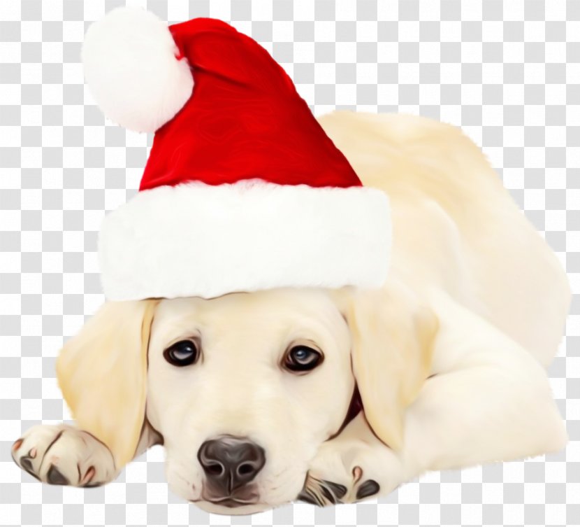 Golden Retriever Background - Akbash Dog Christmas Transparent PNG