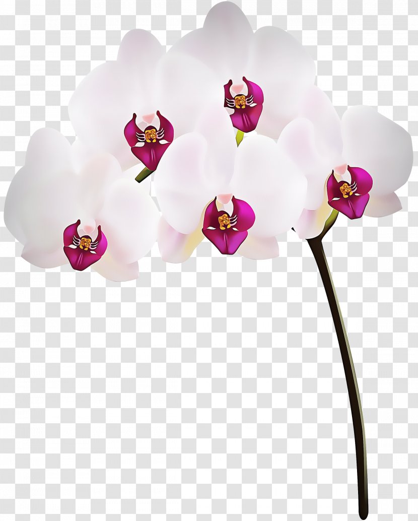 Moth Orchid Flower Pink Plant Flowering - Magenta Transparent PNG