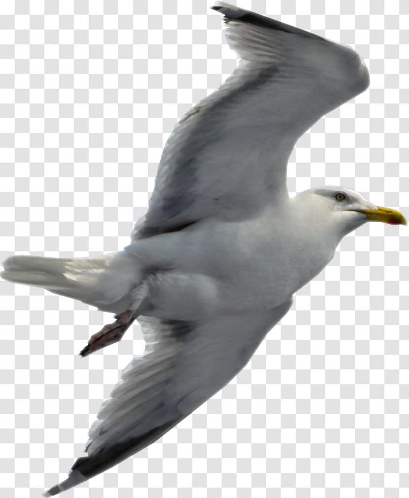 Gulls Flight Bird - Gull Transparent PNG
