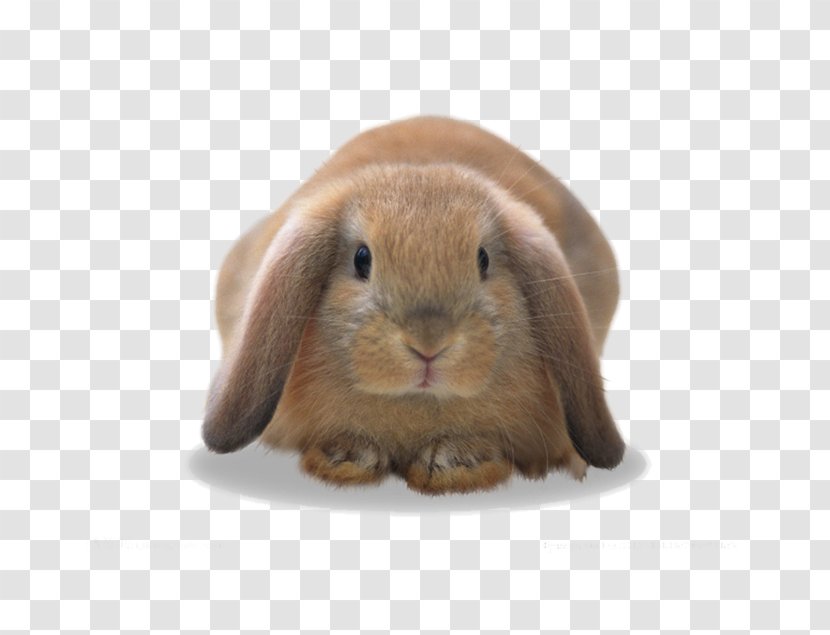 Domestic Rabbit European Hare - Tencent Qq - Cute Little Bunny Creative Picture Transparent PNG