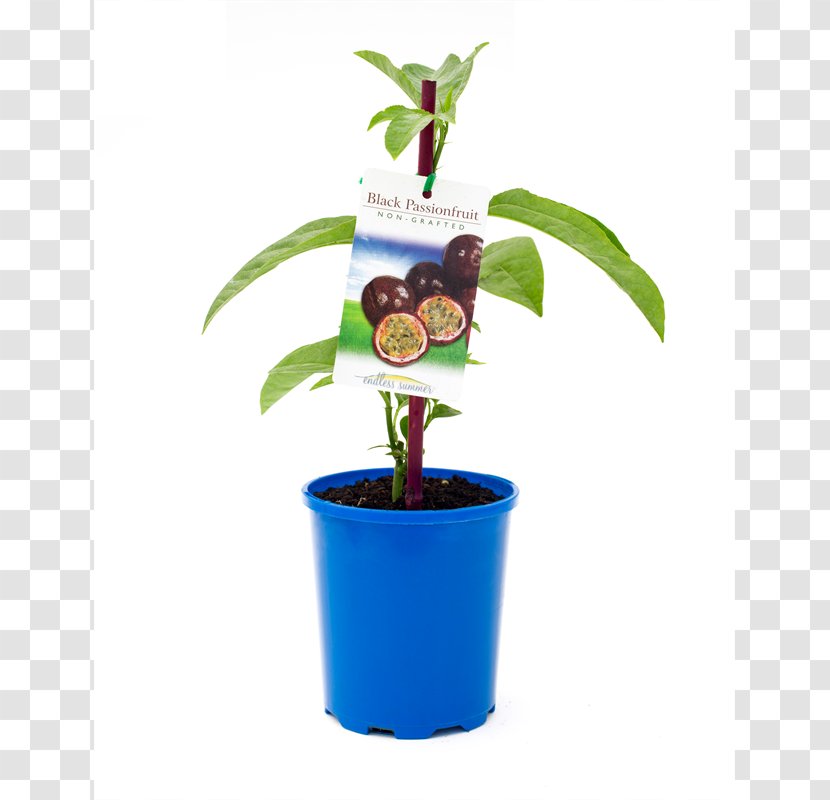 Tree Flowerpot Passion Fruit Vine Plant - Bunnings Warehouse Transparent PNG