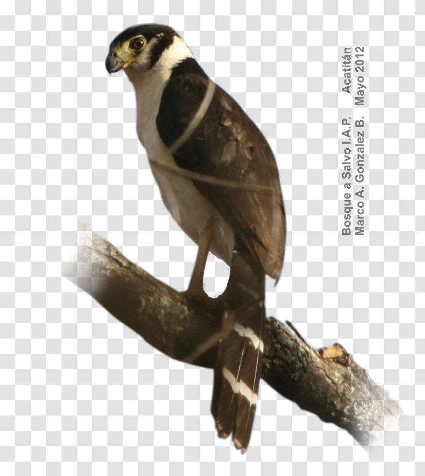 Collared Forest Falcon Barred Hawk Bird - Photography Transparent PNG