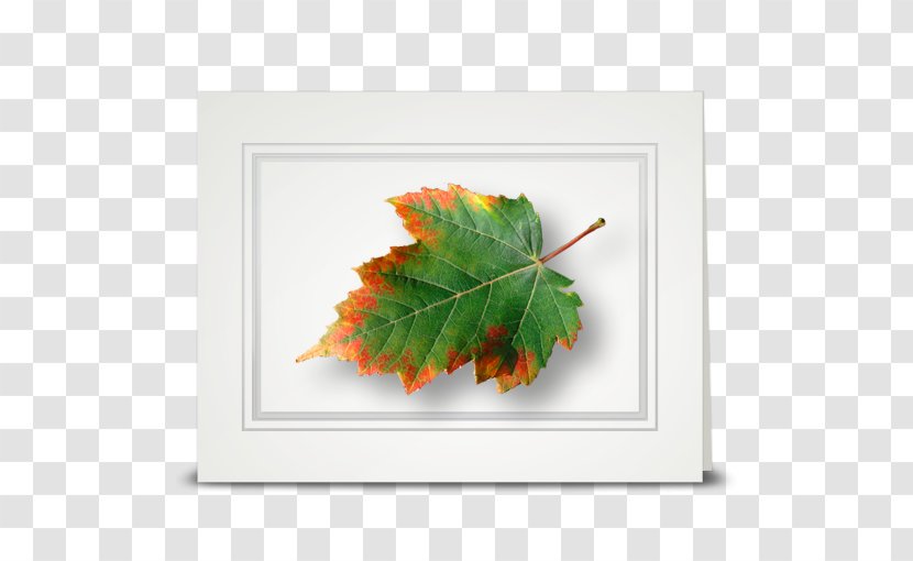 Maple Leaf Tree Rectangle - Sunflower Transparent PNG