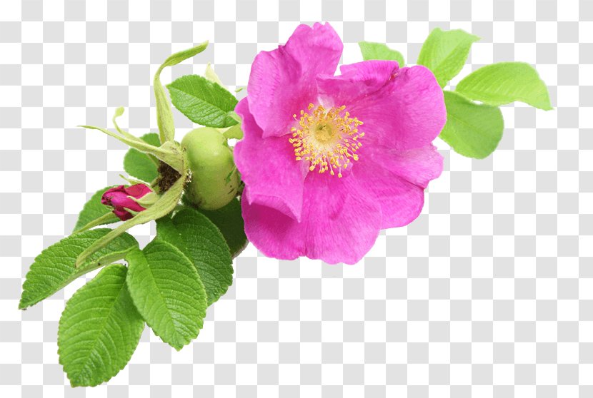 Dog-rose Stock Photography Cabbage Rose Stock.xchng Clip Art - Rosa Canina - Flower Transparent PNG