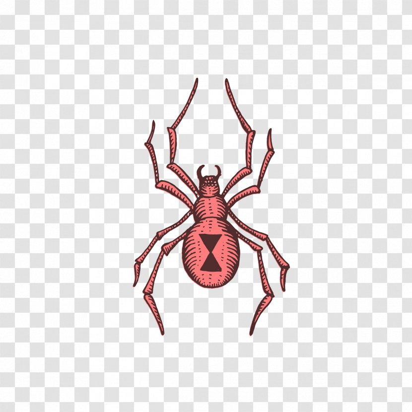 Redback Spider Illustration - Arthropod - Cartoon Transparent PNG
