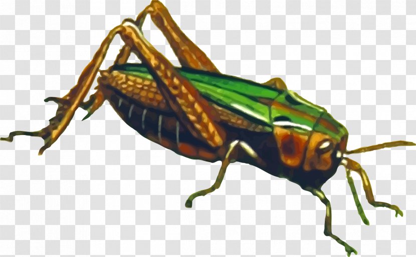 Grasshopper Animal Clip Art - Insect - File Transparent PNG