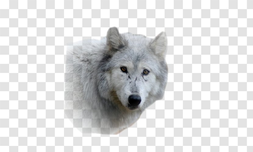 Alaskan Tundra Wolf Fur Snout Wildlife Gray - Dog Like Mammal Transparent PNG