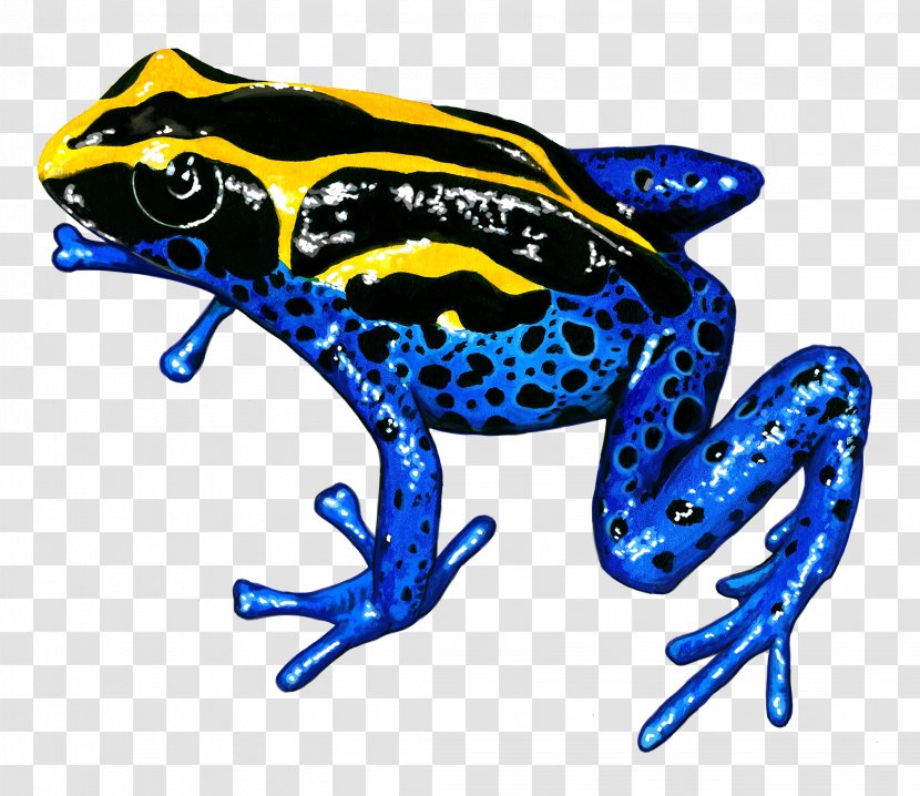 Tree Silhouette - Poison Dart Frog - Bullfrog Shrub Transparent PNG