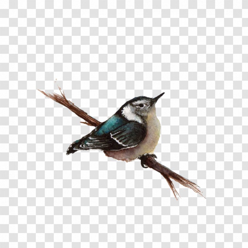 Bird Wren - Songbird Transparent PNG